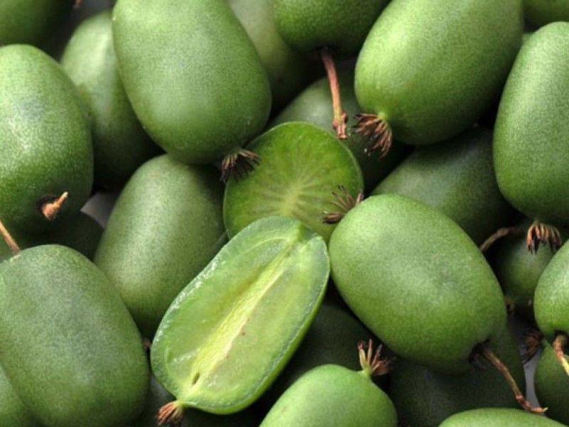Актинидия купить саженцы из питомнике в Домодедово