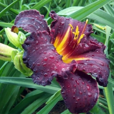 Лилейник "БЛЭК СТО