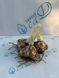 Лилия "НАВОНА" 3 штуки (размер 18/20)
